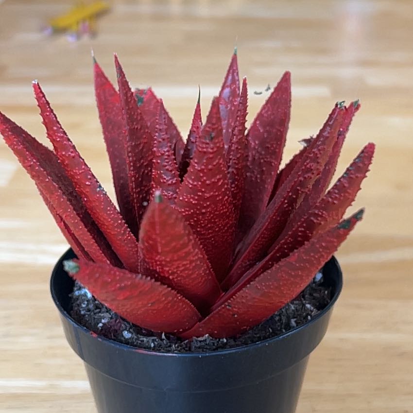 Photo of the plant species Ox Tongue by @PrimoBlackgem named I’m not telling you on Greg, the plant care app