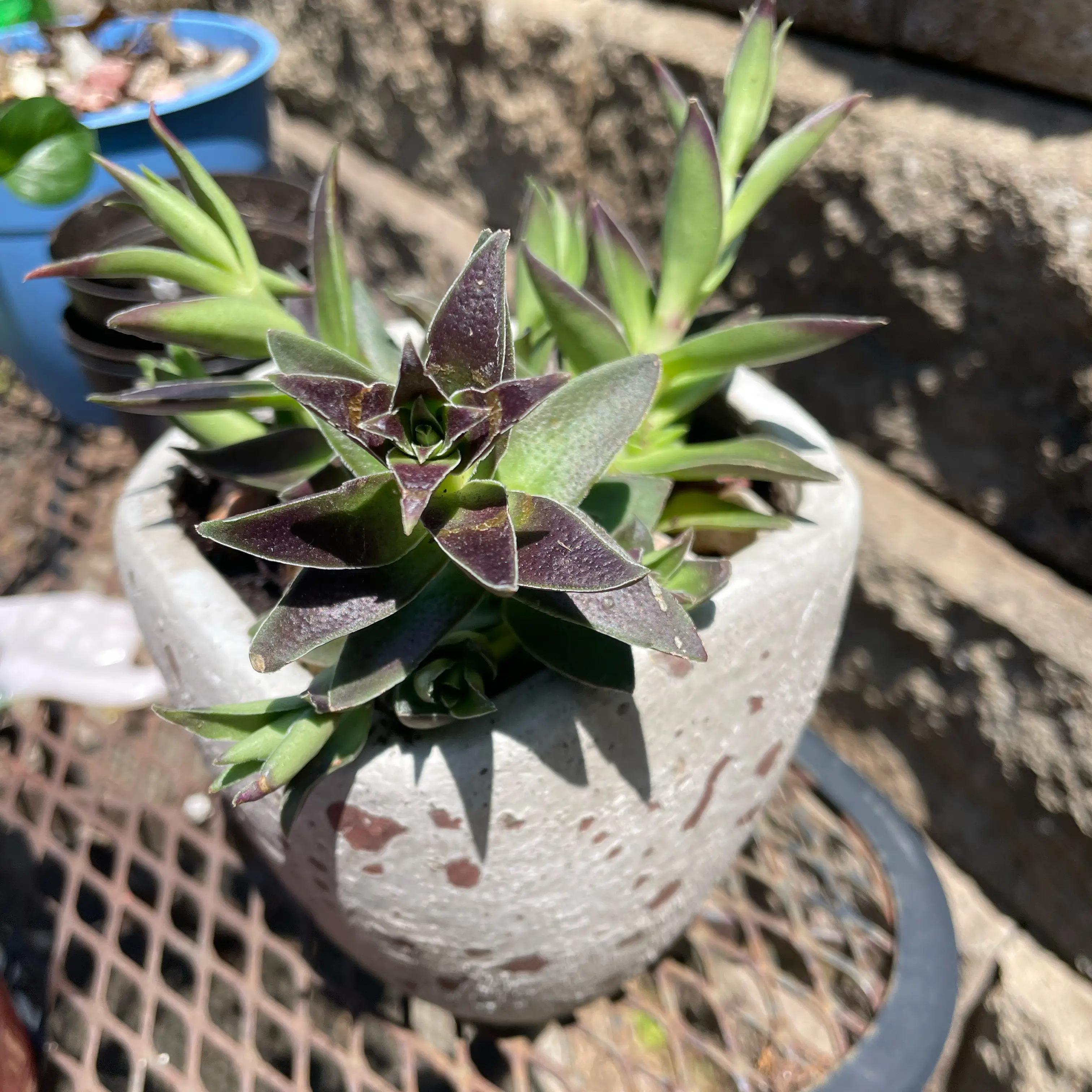 Photo of the plant species crassula red pogoda by @Soothsayer named Oscar on Greg, the plant care app