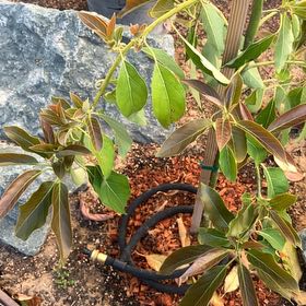 Photo of the plant species Wurtz Avocado by @GaietyFenorchid named Little Cado on Greg, the plant care app