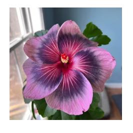 Photo of the plant species Midnight Tryst Hibiscus by @PlenaryGasplant named Sigmund on Greg, the plant care app