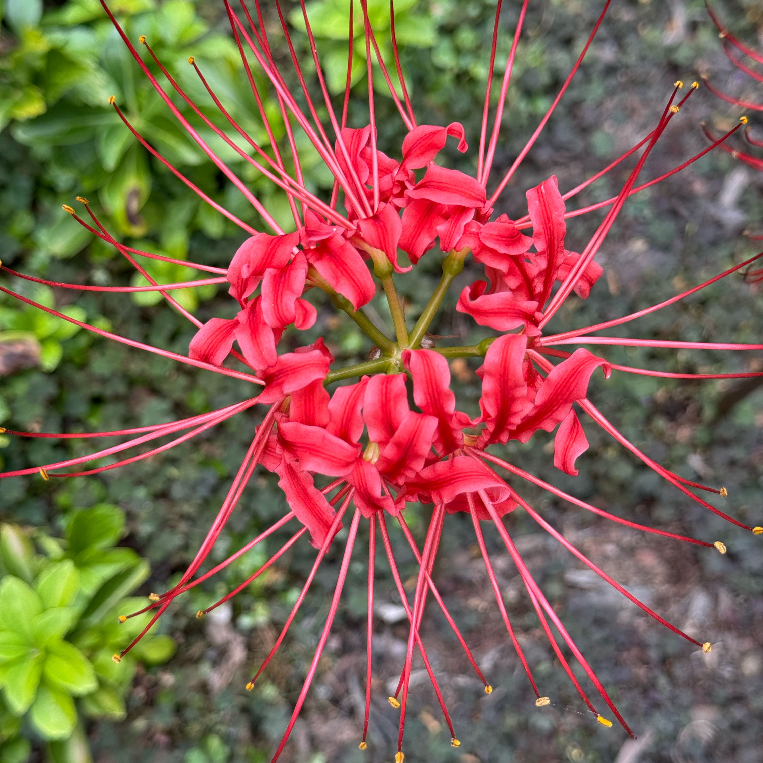 Photo of the plant species Hell Flower by @ProVerbenasage named Girlfrond on Greg, the plant care app