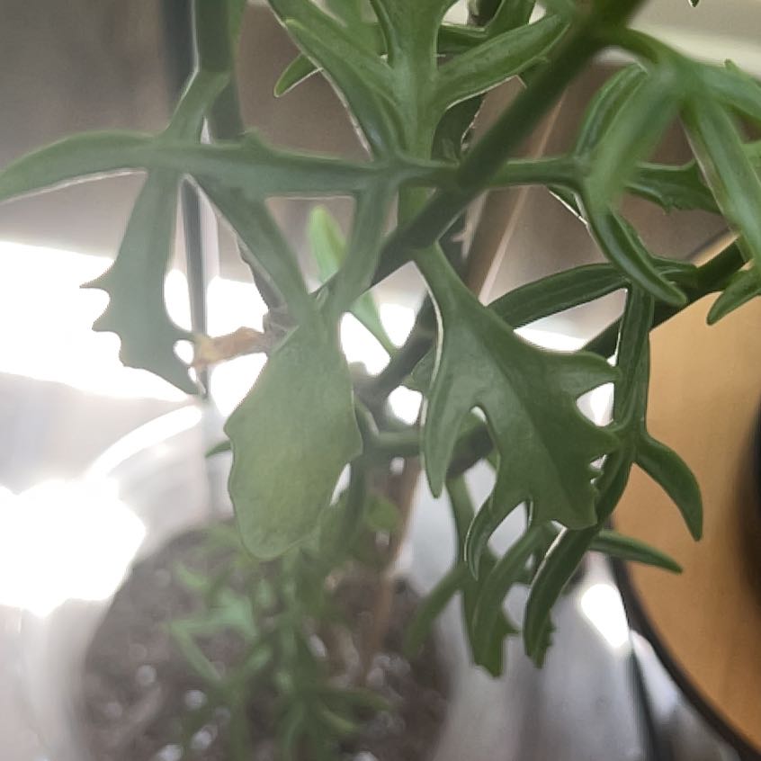 Photo of the plant species Senecio kleiniiformis by @MotherSugarvine named Aku on Greg, the plant care app