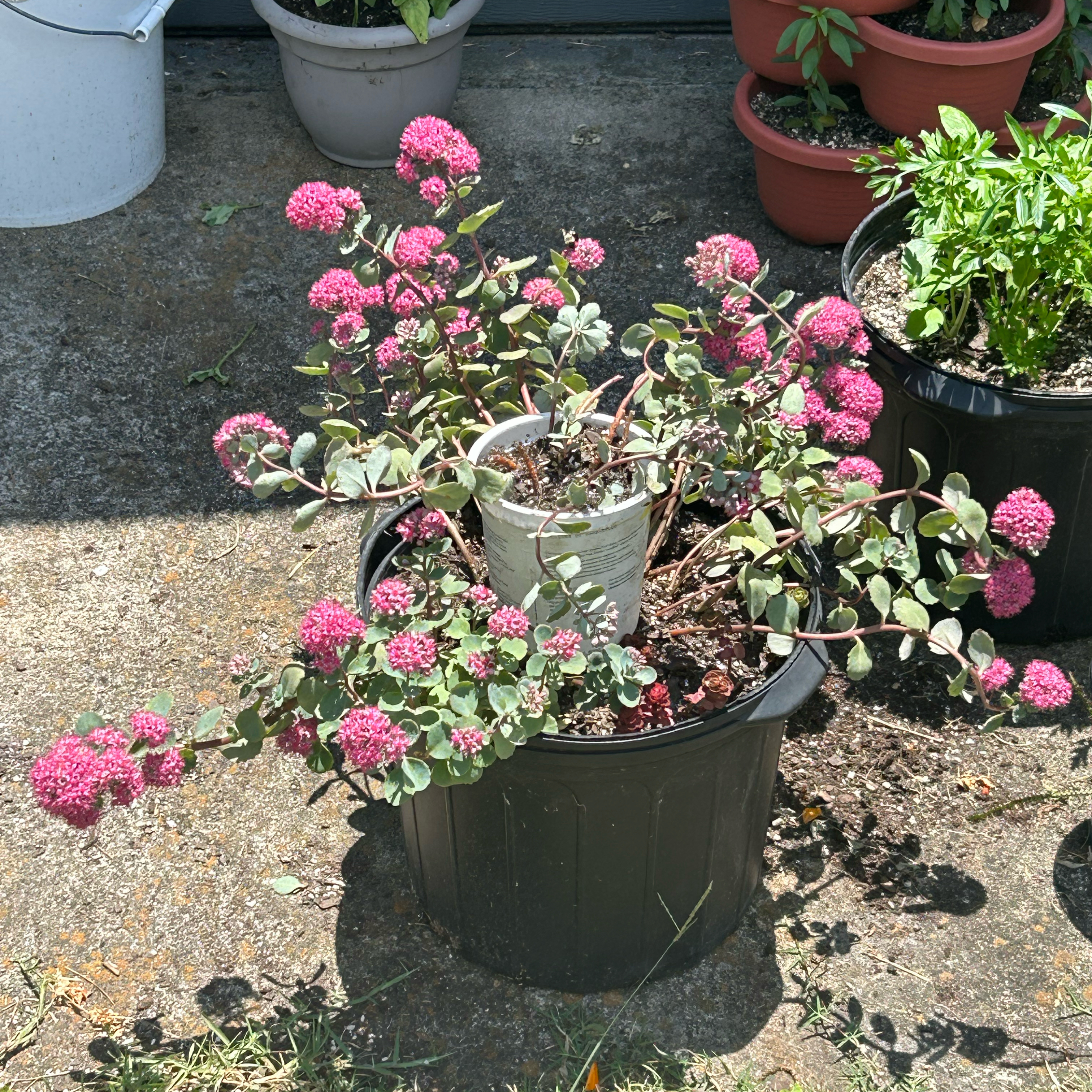 Witch's Moneybags plant with pink flowers in a pot, soil visible.