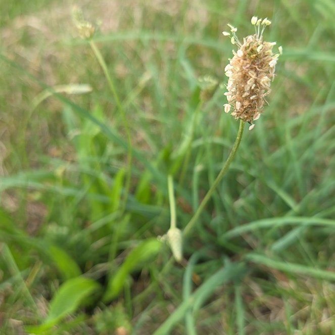 Photo of the plant species Hare-Foot Plantain by @ProviderApricot named Gregarious on Greg, the plant care app