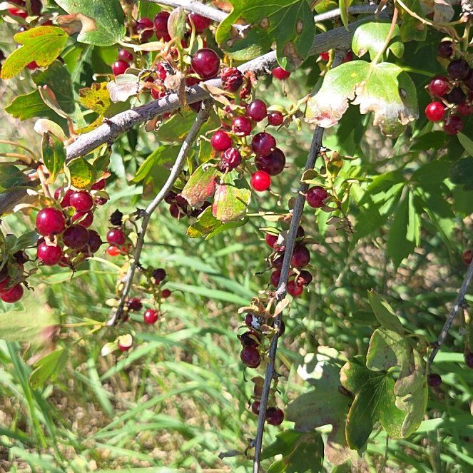 Photo of the plant species Golden Currant by @ProviderApricot named Harmony on Greg, the plant care app