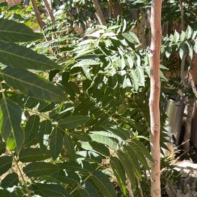Photo of the plant species Tree Of Hell by @ChicWhitedyckia named Baesil on Greg, the plant care app