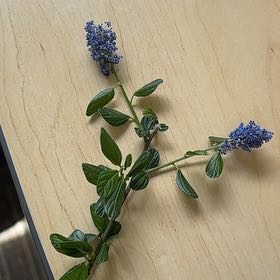Photo of the plant species Blue Mountain Lilac by @RefulgentChaya named Lola on Greg, the plant care app
