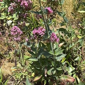 Photo of the plant species Valeriana rubra by @RefulgentChaya named Rosa on Greg, the plant care app
