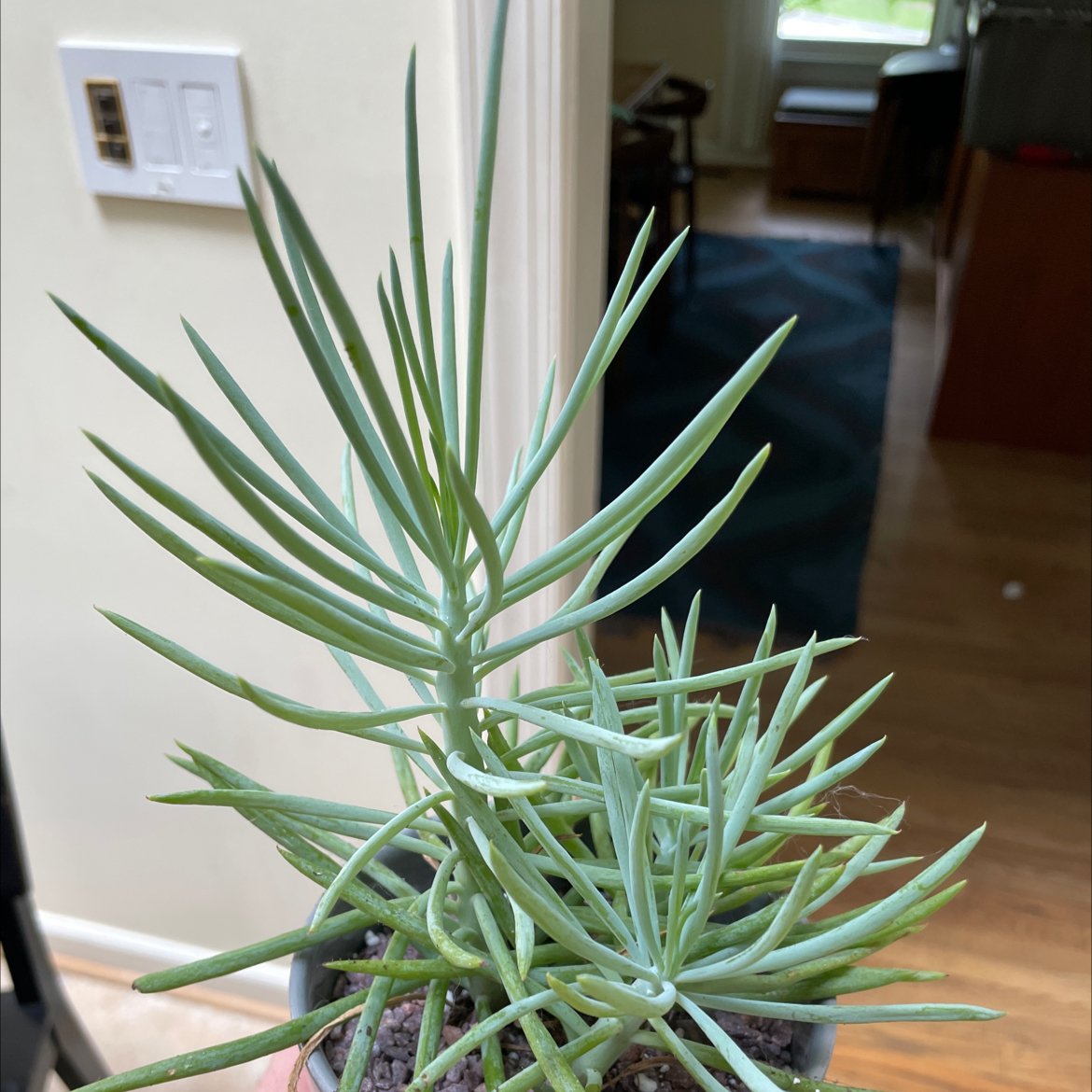 Photo of the plant species Narrow-Leaf Chalksticks by @charmingtedious named Nook narrowleaf chalksticks on Greg, the plant care app