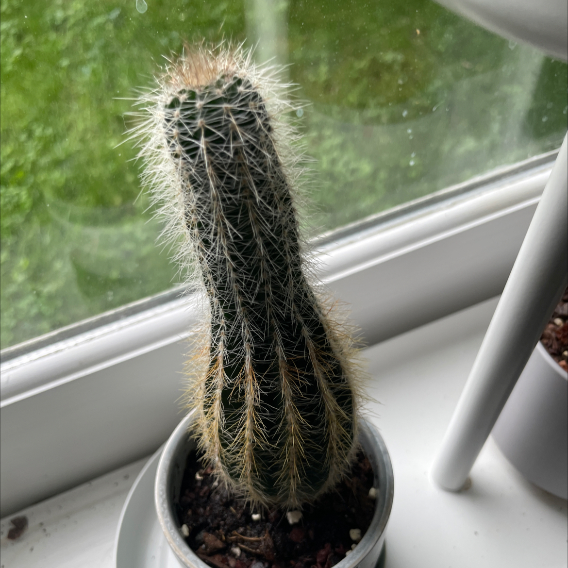 Photo of the plant species Cephalocereus polylophus by @charmingtedious named Lil round on Greg, the plant care app