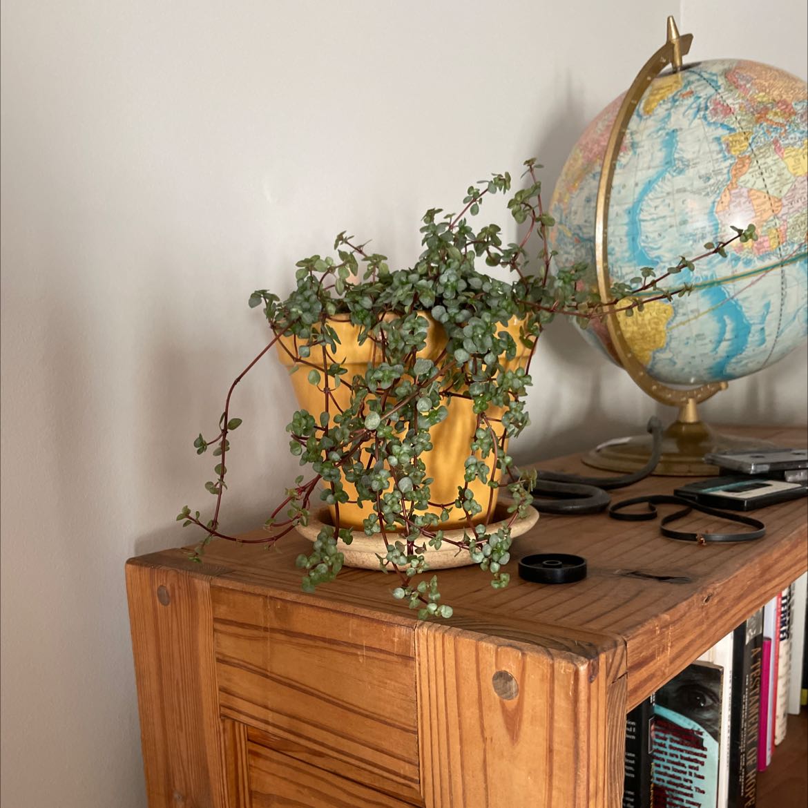 Pilea 'Silver Sparkle' plant in a yellow pot on a wooden shelf, appears healthy.