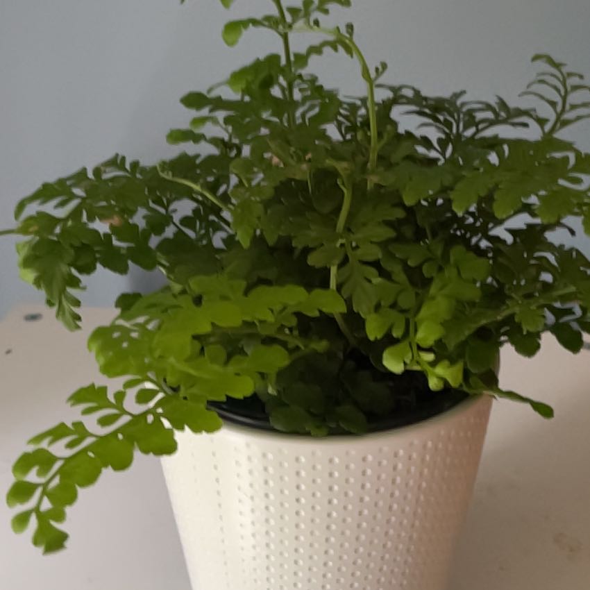 Photo of the plant species Asplenium difforme by @charmingtedious named Living Lace Parvati on Greg, the plant care app