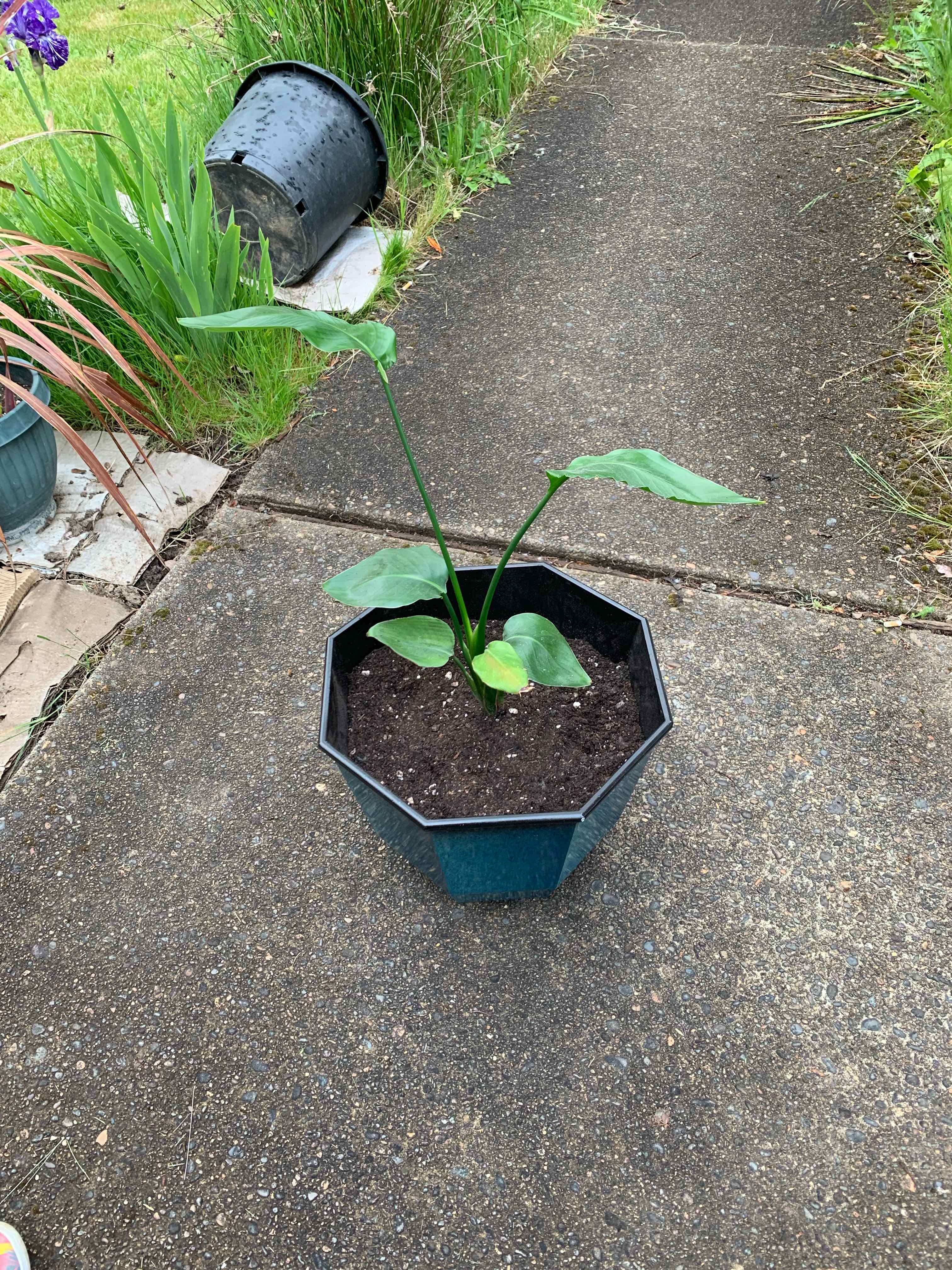 Young White Bird of Paradise plant in teal pot showing some leaf yellowing, situated on concrete path next to ornamental grass.