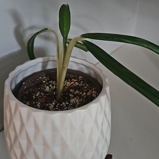 Photo of the plant species Slim Jim Chinese Evergreen by @BeamingOrchids named Kylie on Greg, the plant care app