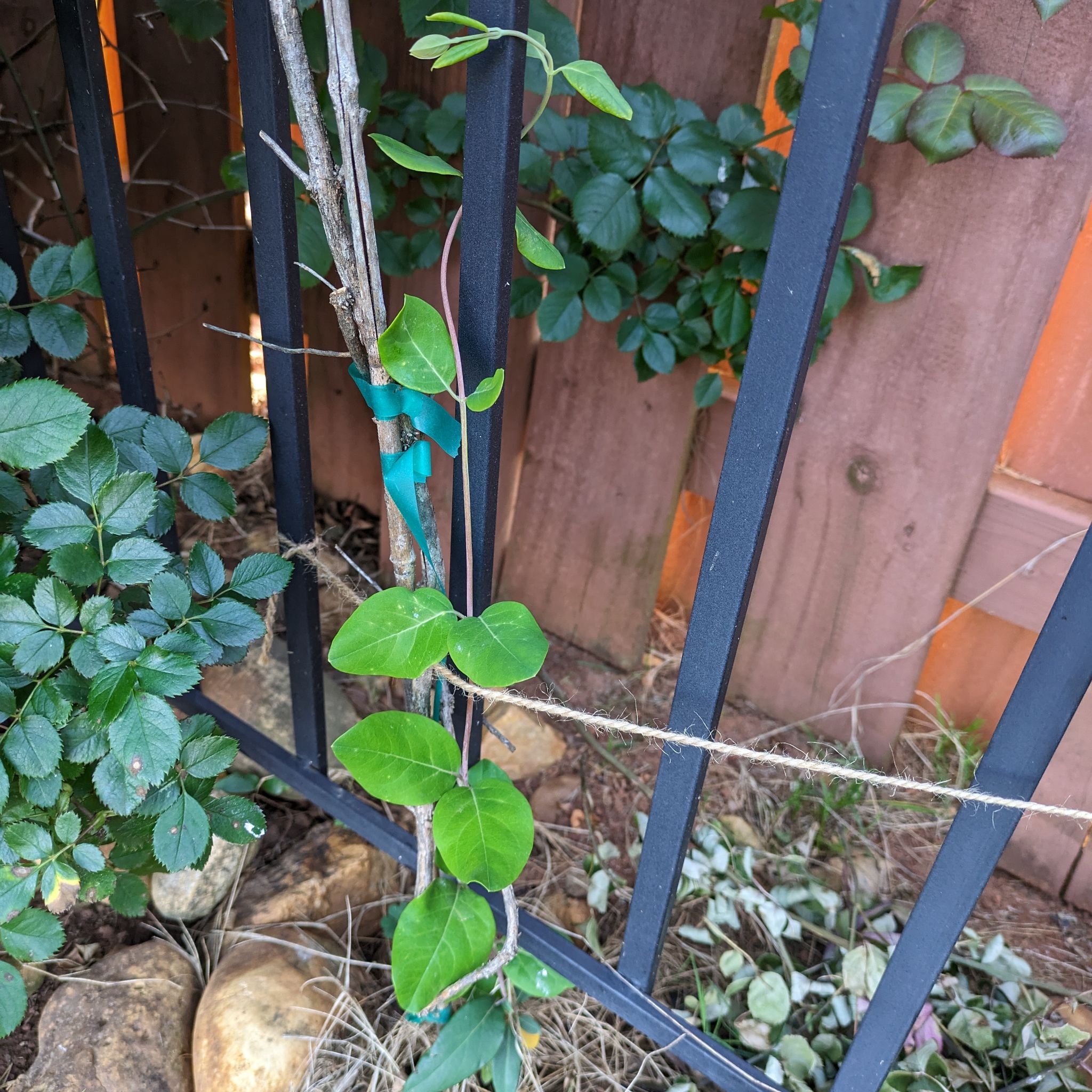 Coral Honeysuckle vine climbing a metal fence with healthy green leaves.