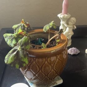 Photo of the plant species Begonia rajah by @DesiredWildramp named Beckham on Greg, the plant care app