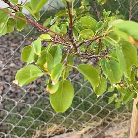 Photo of the plant species Apricot by @StylishBokchoi named Muhammad Ali on Greg, the plant care app