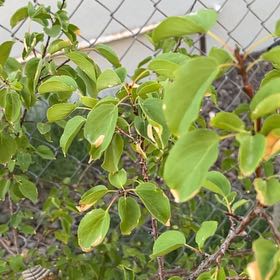 Photo of the plant species Common Buckthorn by @StylishBokchoi named Rainier on Greg, the plant care app