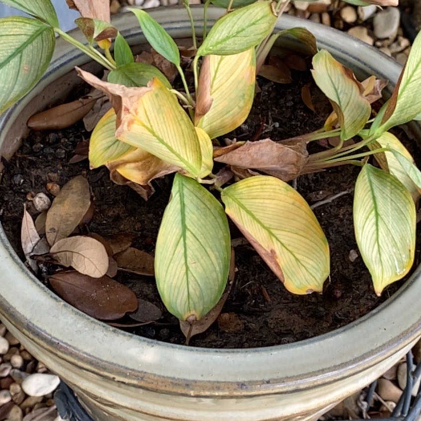 Photo of the plant species Ctenanthe 'Silver Star' by @SunnyTurmeric named Dolores on Greg, the plant care app