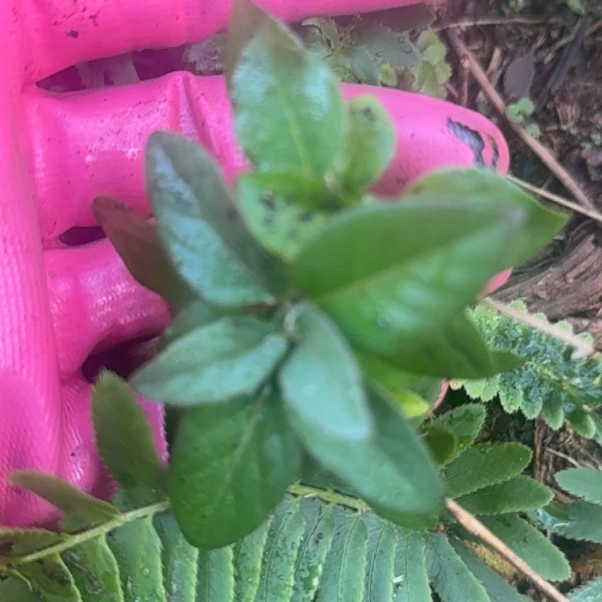 Photo of the plant species Northern Mountain Cranberry by @PrizedSapote named Michelle Branch on Greg, the plant care app