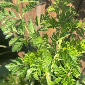 Photo of the plant species Conium Maculatum by @PrizedSapote named Winston on Greg, the plant care app