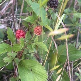 Photo of the plant species Southern Dewberry by @PrizedSapote named Leonardo on Greg, the plant care app