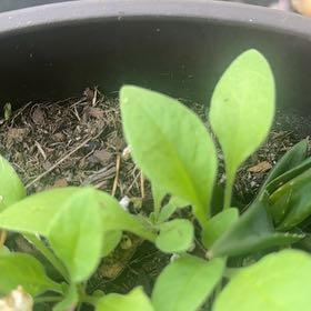 Photo of the plant species Virginia Bluebell by @PrizedSapote named McKinley on Greg, the plant care app