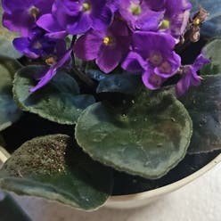 Kenyan Violet plant