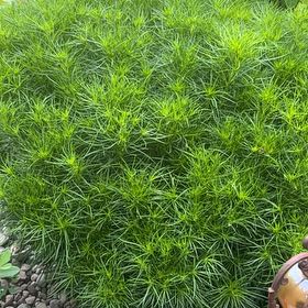 Photo of the plant species Polytrichum formosum by @YiftCrimeanpine named Dolores on Greg, the plant care app