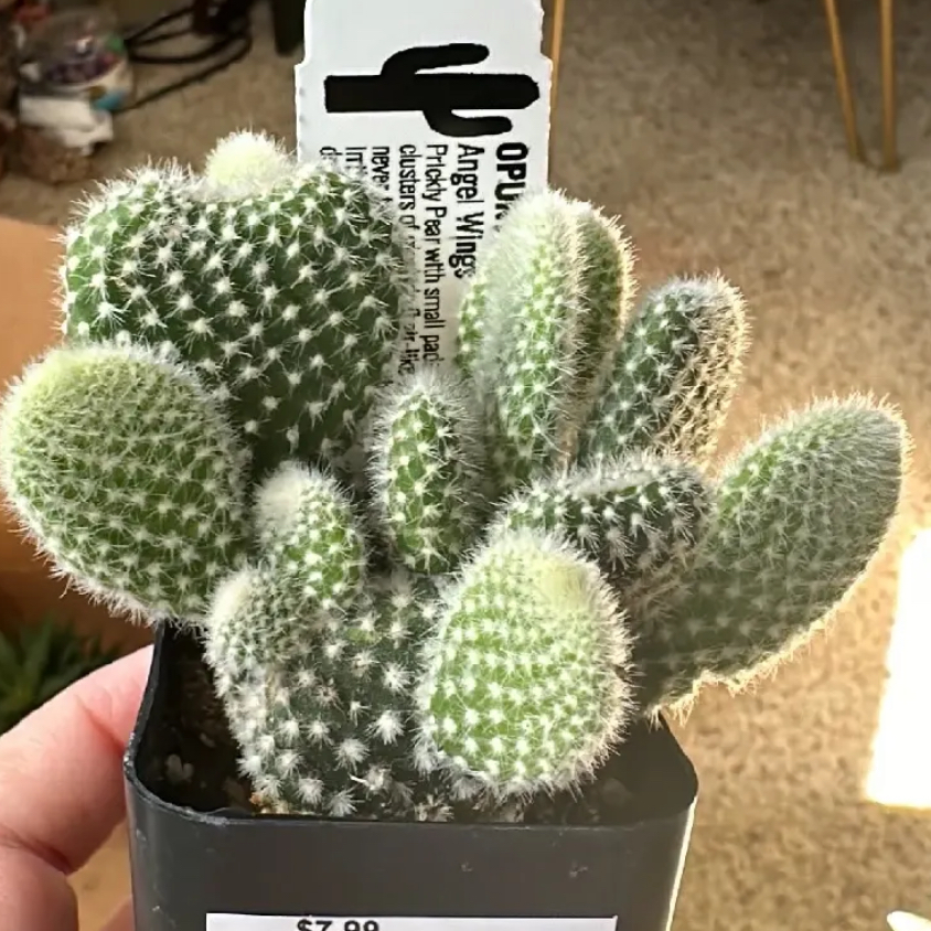 Photo of the plant species Angel Wings Cactus by @cella named Maxi on Greg, the plant care app