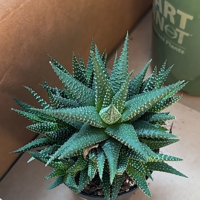 Photo of the plant species Haworthia fasciata 'Universe' by @cella named Maya on Greg, the plant care app