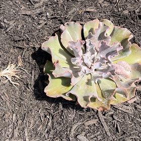 Photo of the plant species Violacina by @RealisticRye named Planty on Greg, the plant care app