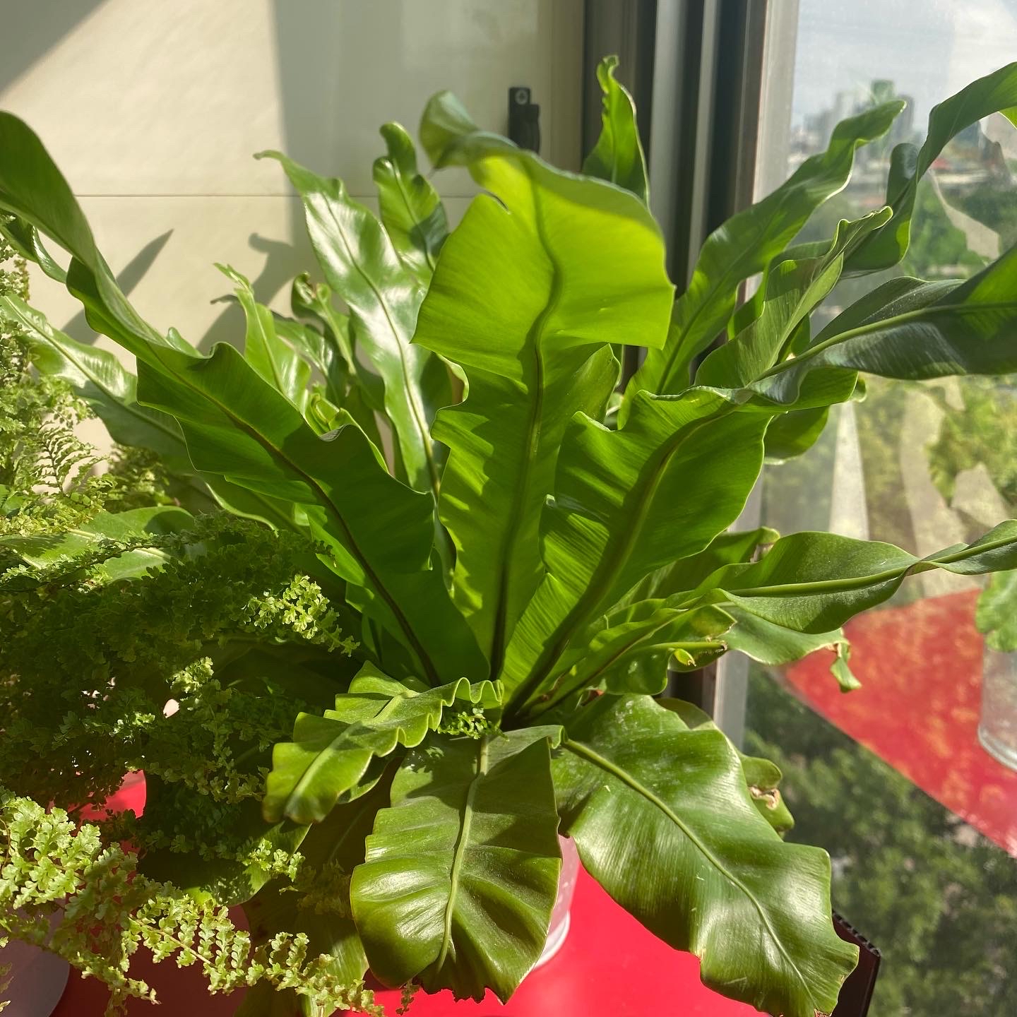Bird's Nest Fern plant photo by @Justjakedu named Cody Fern on Greg, the plant care app.