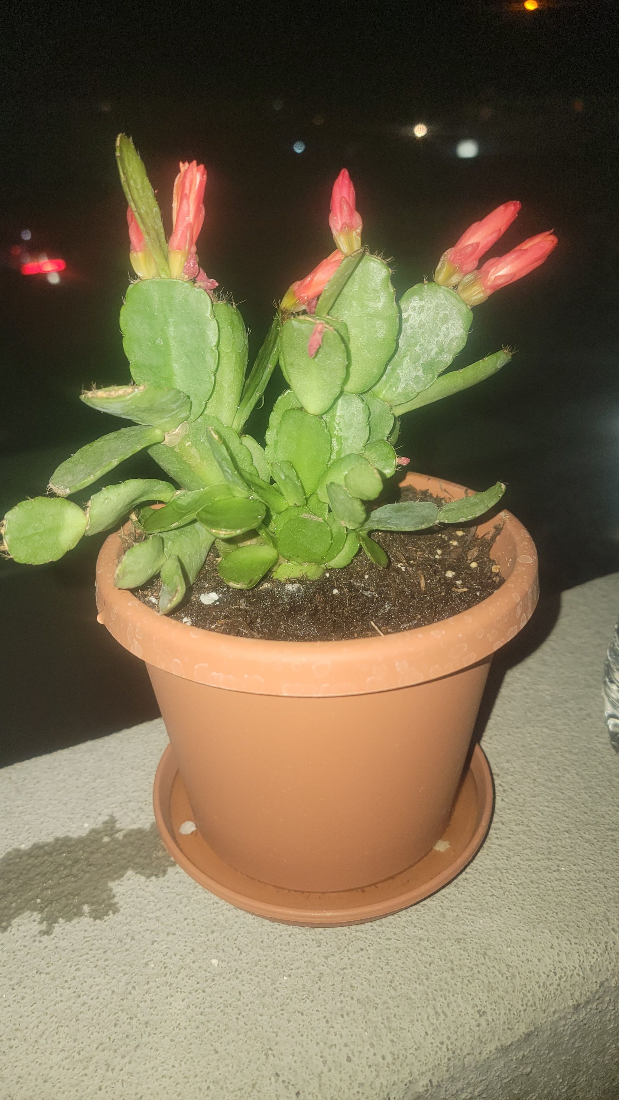 Photo of the plant species Rhipsalidopsis gaertneri 'Orange' by @PetPandaficus named Cleopatra on Greg, the plant care app