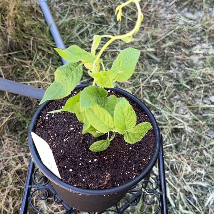 Photo of the plant species Hardy Kiwi Vine by @CuteLeucospora named Luna on Greg, the plant care app