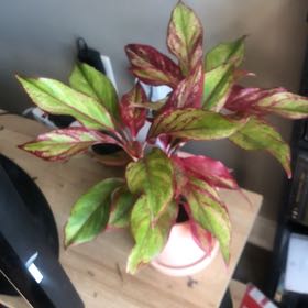 Photo of the plant species Aglaonema 'Pink Beauty' by @MightyGardenia named Anubis on Greg, the plant care app