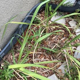 Photo of the plant species Wild Sugarcane by @LadyCowshorn named Nithin on Greg, the plant care app