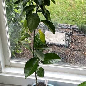 Photo of the plant species Dancy Tangerine by @AceGrumichama named Sigmund on Greg, the plant care app