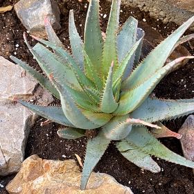 Plant care for Blue Flax.lily on Greg, the plant care app