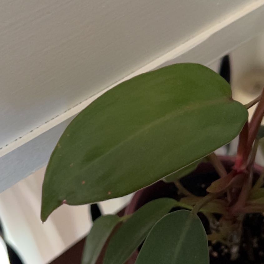 Photo of the plant species Philodendron 'Green Fat Boy' by @ShinyCupidsdart named Barbara on Greg, the plant care app