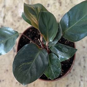 Photo of the plant species Peacock Plant by Sneha named Surya on Greg, the plant care app