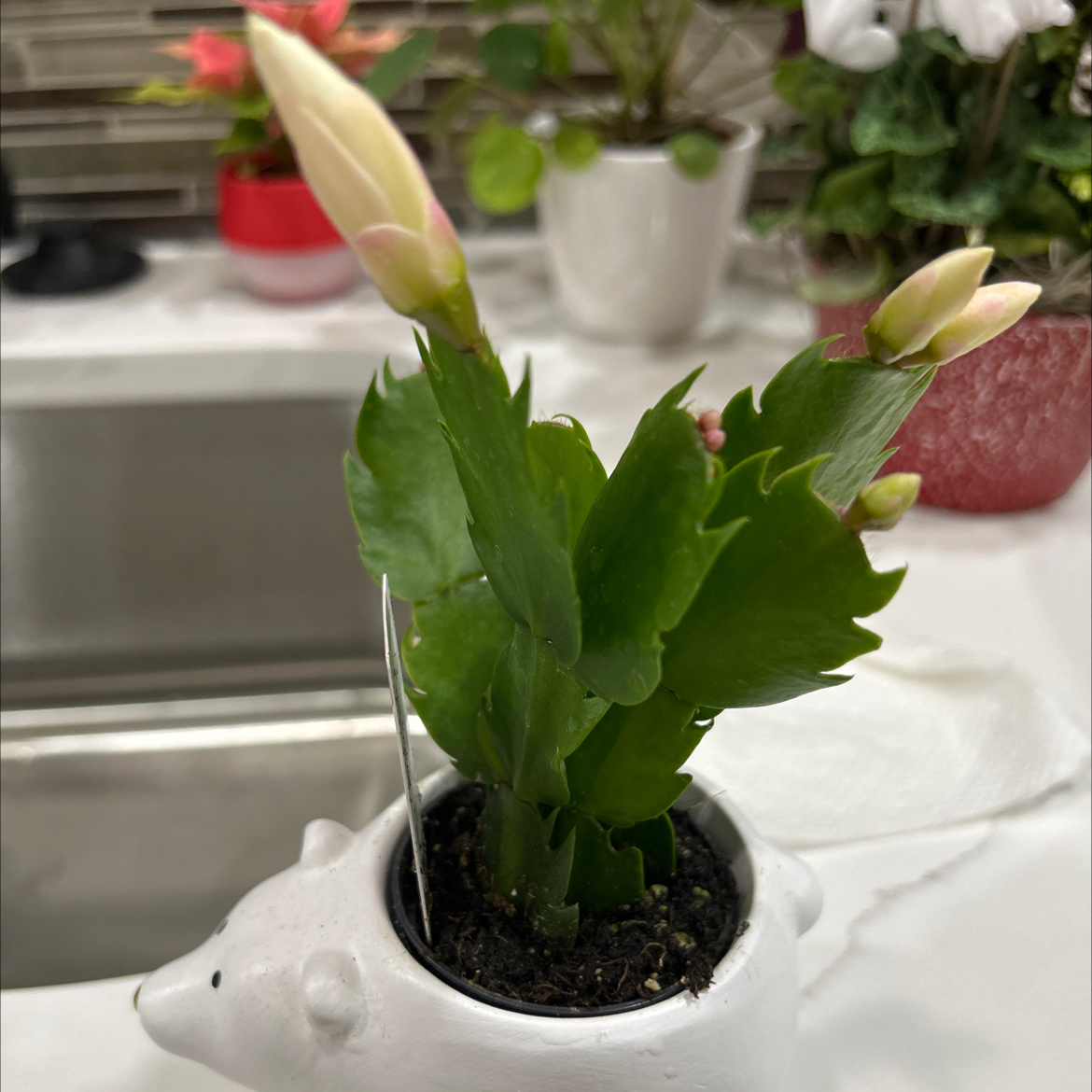 Photo of the plant species Christmas Cactus by @Carapolarbeara named Snowflake on Greg, the plant care app