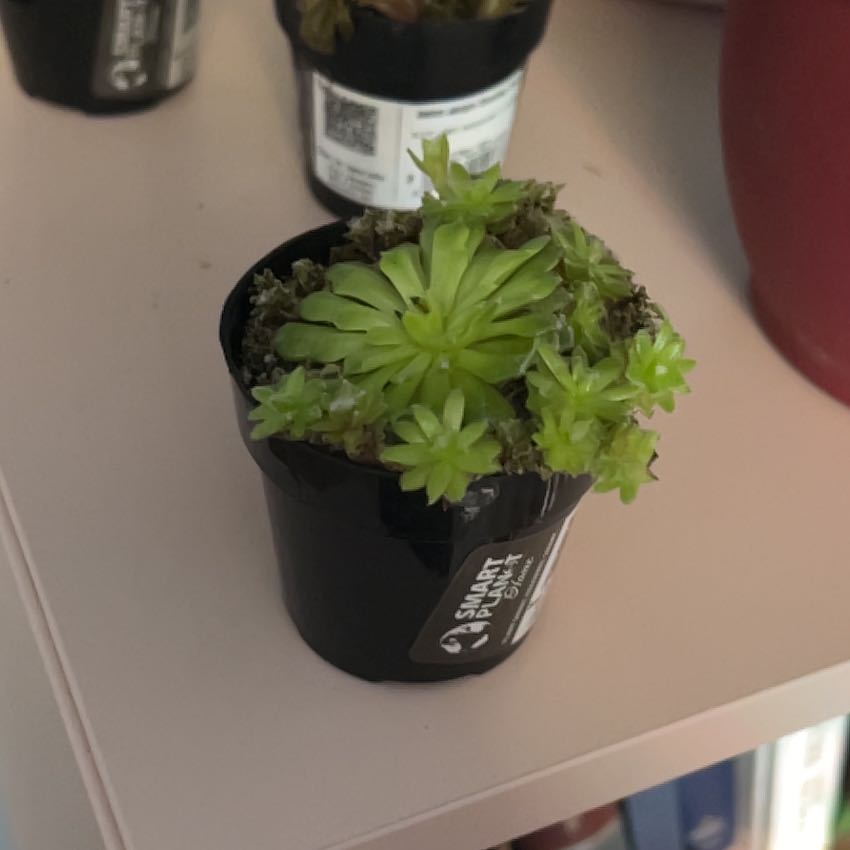 Photo of the plant species Sempervivum arachnoideum 'Cebenese' by @StableCapnoides named Willow on Greg, the plant care app