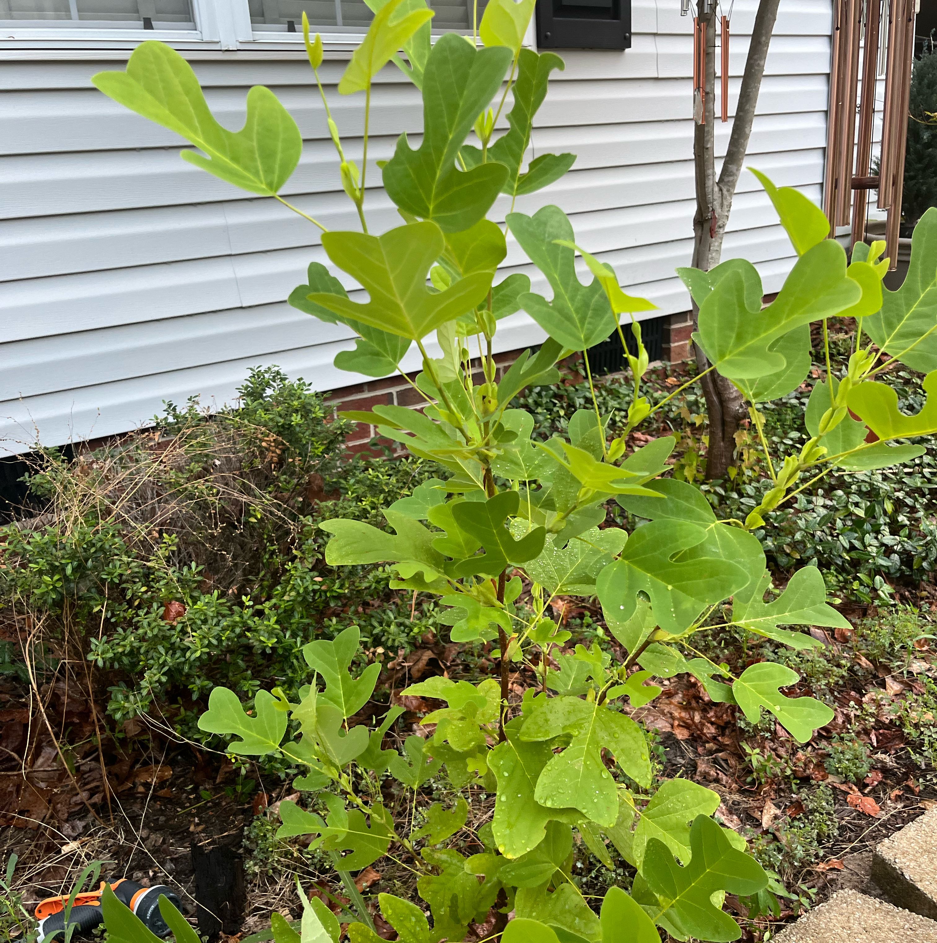 Photo of the plant species Tulip Poplar by @PluckyUngnadia named Anne on Greg, the plant care app