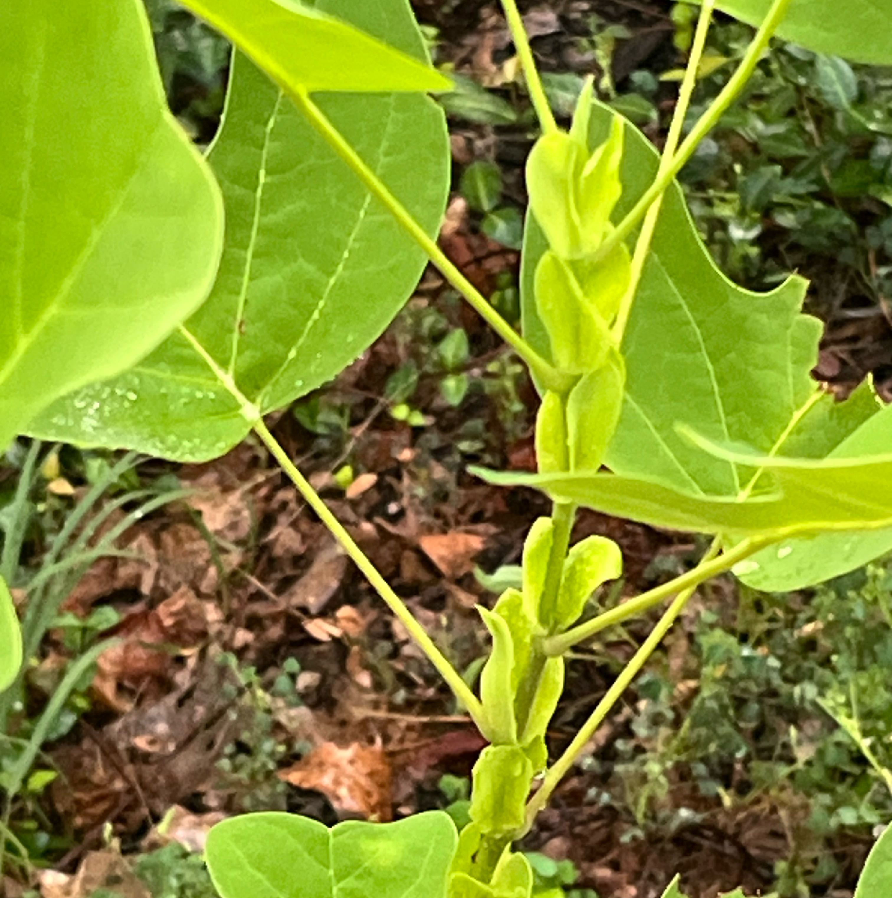 Photo of the plant species Tulip Poplar by @PluckyUngnadia named Treeyoncé on Greg, the plant care app