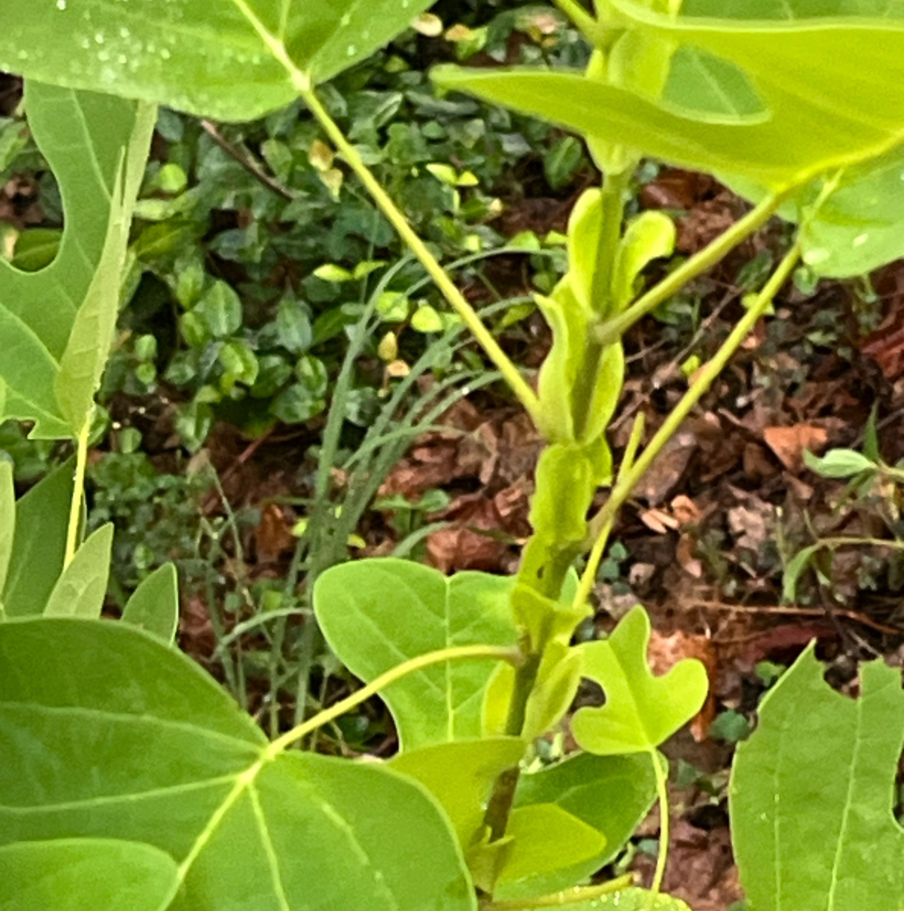 Photo of the plant species Tulip Poplar by @PluckyUngnadia named Fernie Mac on Greg, the plant care app