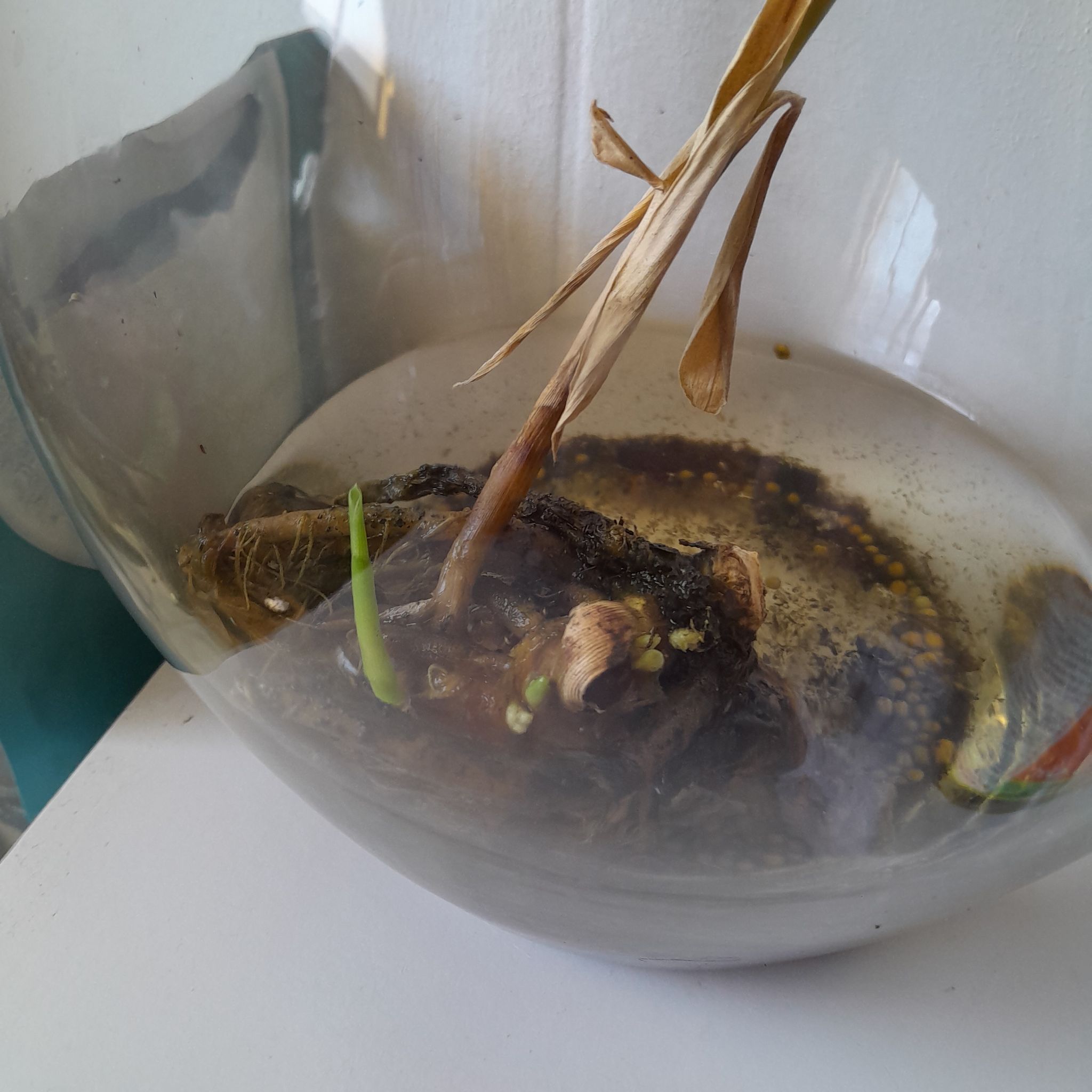 Photo of the plant species Darceyi Shampoo Ginger by @GladCanna named Ginger Spice on Greg, the plant care app