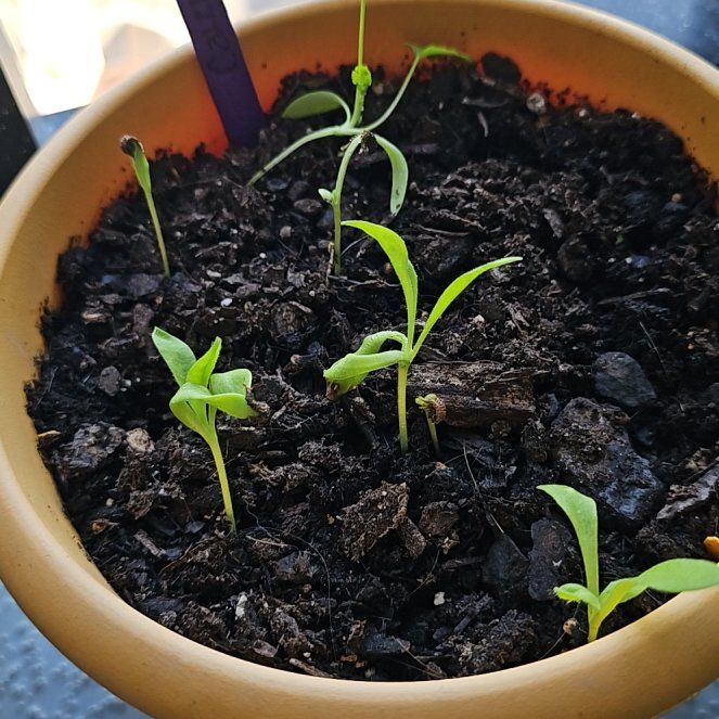 Photo of the plant species Calendula 'Oktoberfest' by @Drgreenthumb710 named Xena on Greg, the plant care app