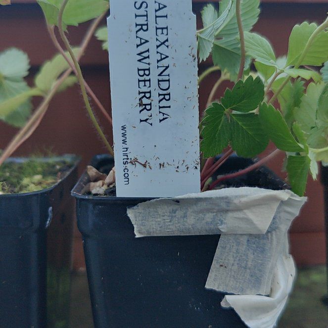 Photo of the plant species Alexandria Strawberry by @GoodyOpiumpoppy named Scarlett on Greg, the plant care app