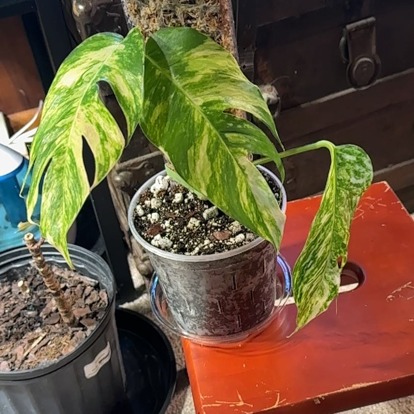 Photo of the plant species Kujang Yellow Flame Epipremnum Pinnatum by @BabyQueenpalm named Nithin on Greg, the plant care app